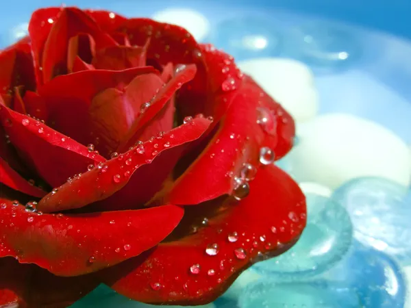 清晨的露珠与红玫瑰 — 图库照片
