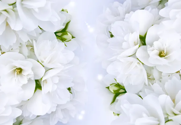 Güzel beyaz Yasemin çiçekleri — Stok fotoğraf