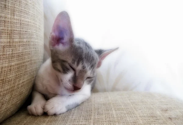 Χαριτωμένο γατάκι dozing — Φωτογραφία Αρχείου