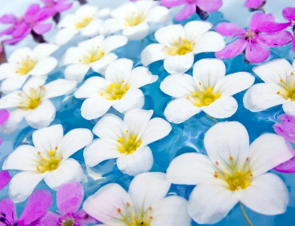 浮动夏季花卉 — 图库照片