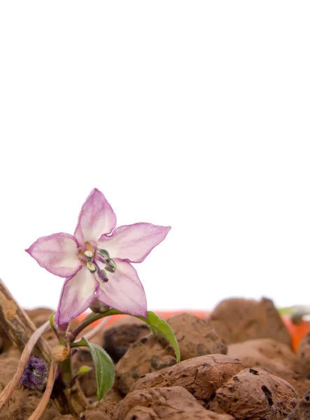 Dekorativa peppar blomma — Stockfoto