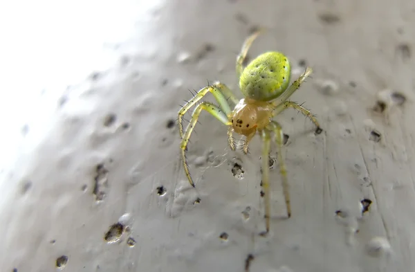 Nahaufnahme einer sechsäugigen grünen Spinne — Stockfoto
