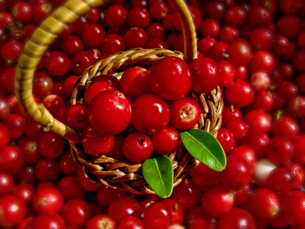 Basket Full of Cowberries — Stock Photo, Image