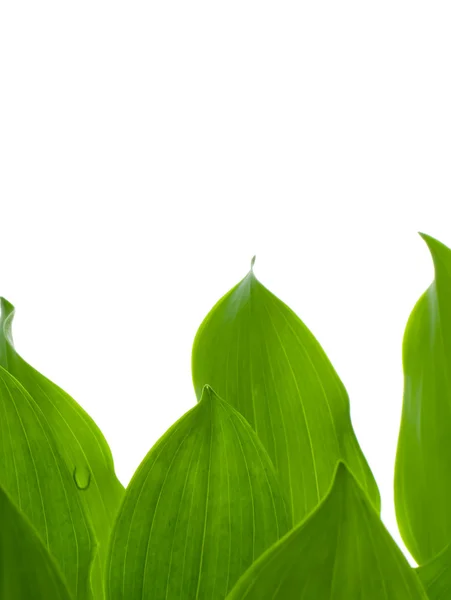 Молодые зелёные листья — стоковое фото