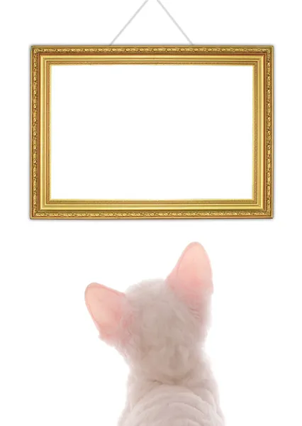 White Kitten Looks on Picture Frame — Stock Photo, Image