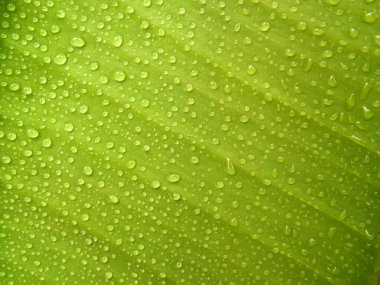 Fresh Green Leaf with Dew Drops clipart