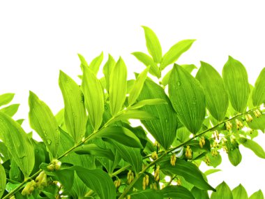 Fresh Green Leaves clipart