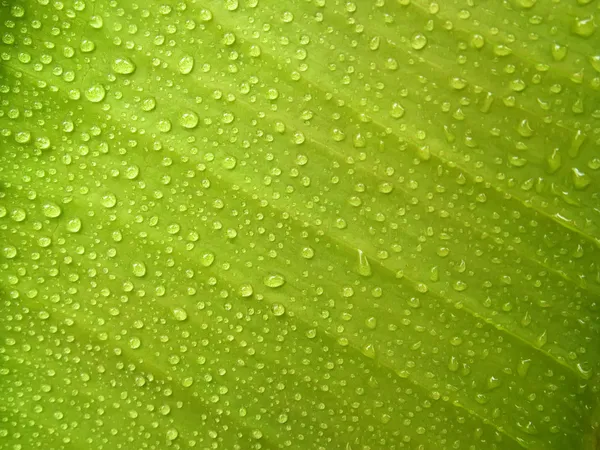 Frisches grünes Blatt mit Tautropfen — Stockfoto