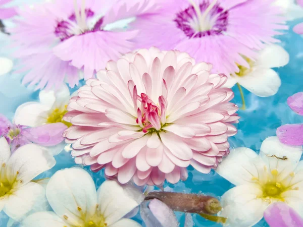 Летние цветы на воде — стоковое фото