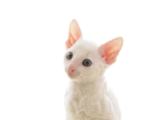 Gatinho branco bonito — Fotografia de Stock