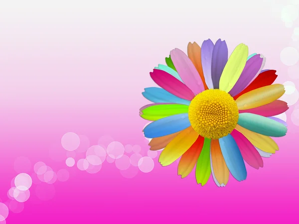 Colored Camomile Background — Stock Photo, Image