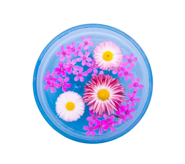 Blå skål med flytande blommor — Stockfoto