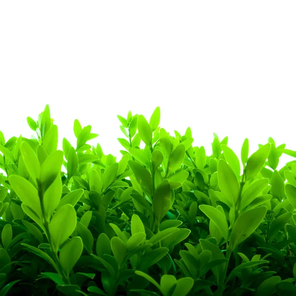 Folhas verdes frescas — Fotografia de Stock