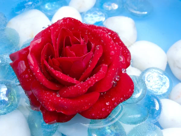 Czerwona róża z ranną rosą — Zdjęcie stockowe