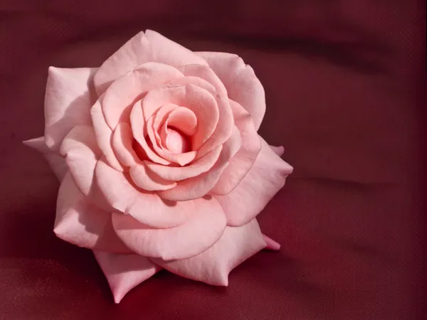 Pink rose op zijde — Stockfoto