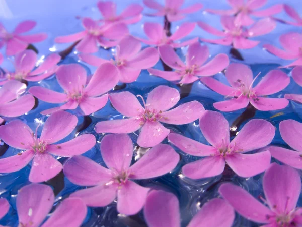 Σπα λουλούδια στο νερό — Φωτογραφία Αρχείου