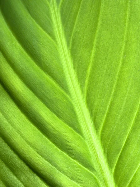 Vers groen blad — Stockfoto