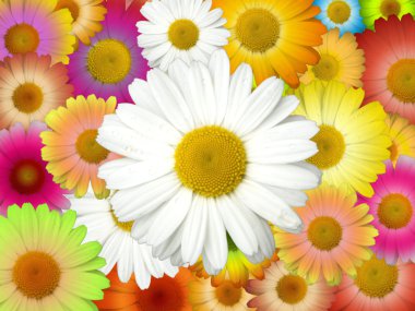 Chamomile Field Background clipart