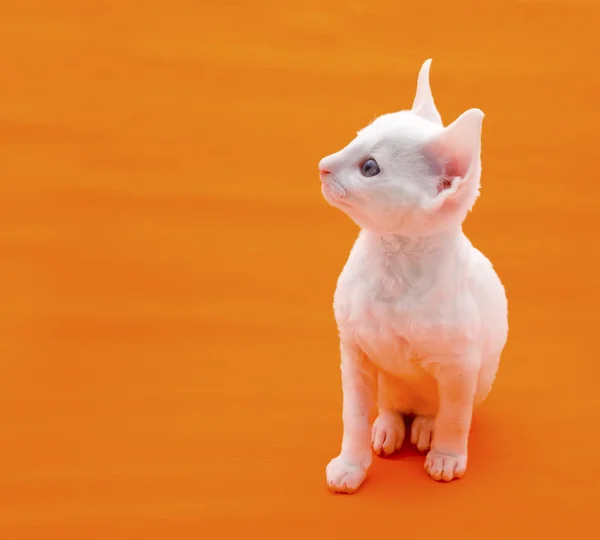 Sevimli beyaz kedi — Stok fotoğraf