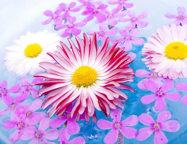 Schwimmende Sommerblumen — Stockfoto