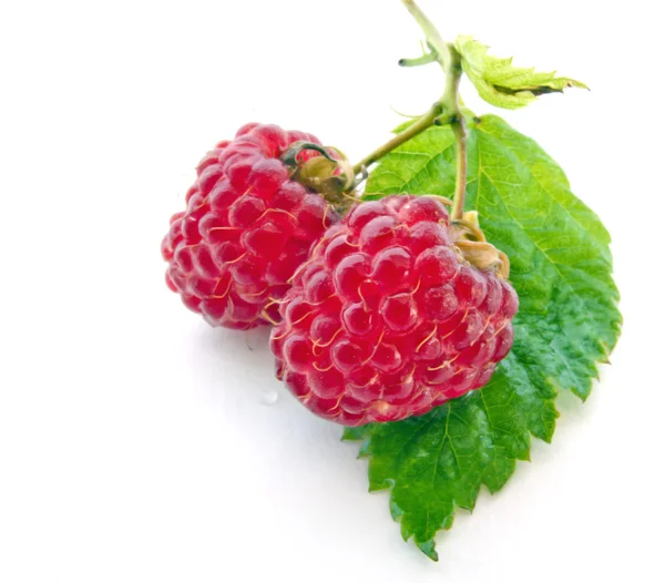 Juicy Raspberries on Green Leaf — Stock Photo, Image