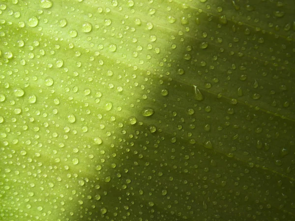 Folha verde no orvalho da manhã — Fotografia de Stock