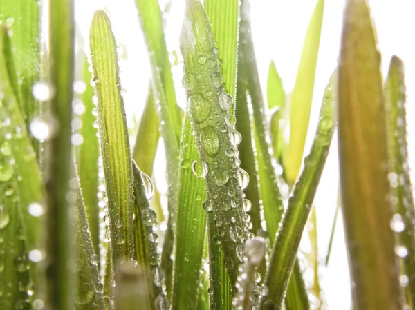 Grass in Dew Drops — Stock Photo, Image