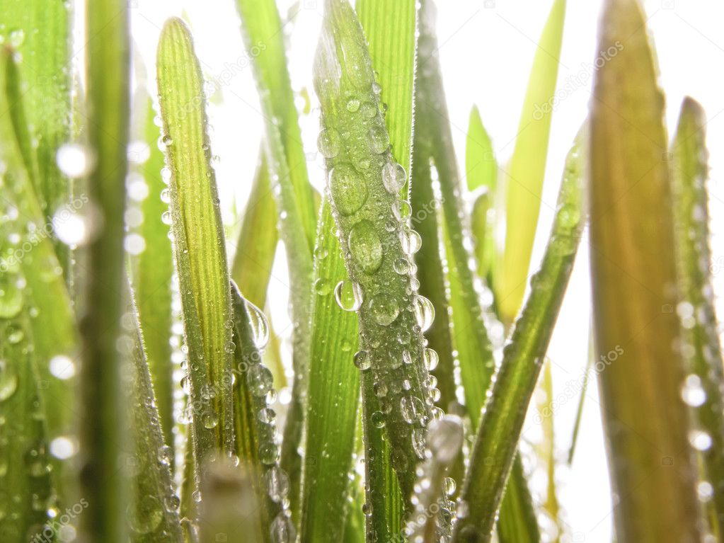 Grass in Dew Drops