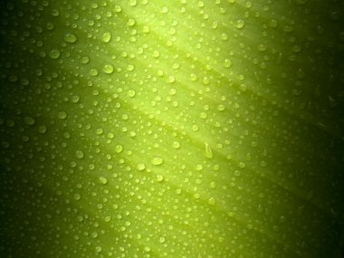 Green Leaf with Dew Drops clipart