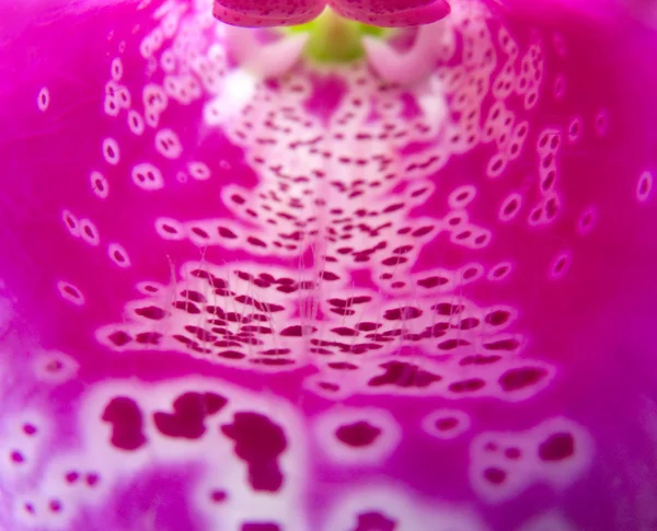 Dentro de una flor — Foto de Stock