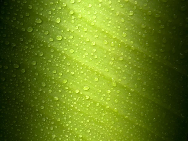 Grönt löv med daggdroppar — Stockfoto