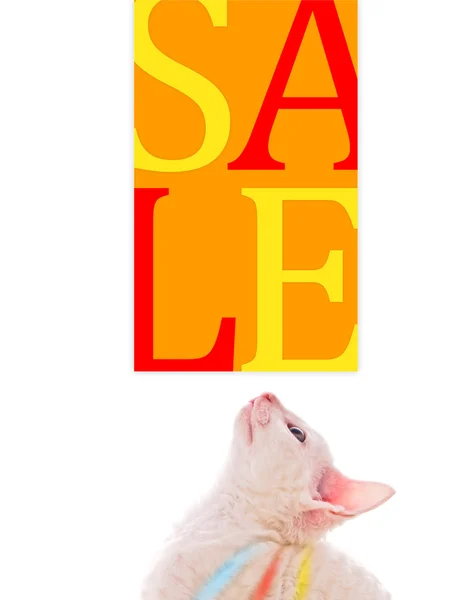 Pohled roztomilé koťátko na prodej plakát — Stock fotografie