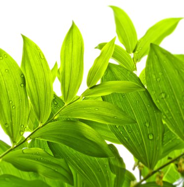 Green Leaves clipart