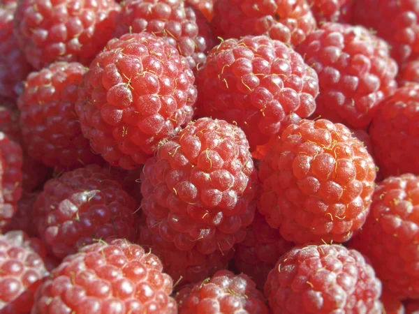 Juicy Raspberries — Stock Photo, Image
