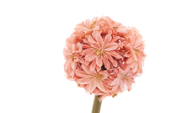 Декоративний квітка штучні — стокове фото