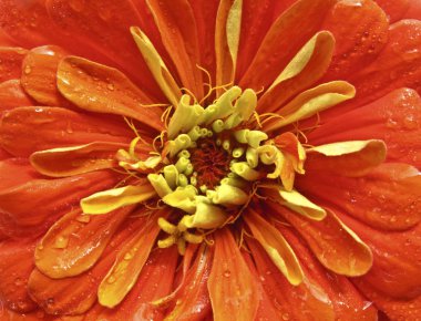 Orange Zinnia clipart