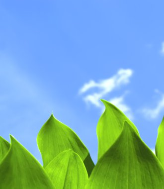 Green Leaves and Blue Sky clipart