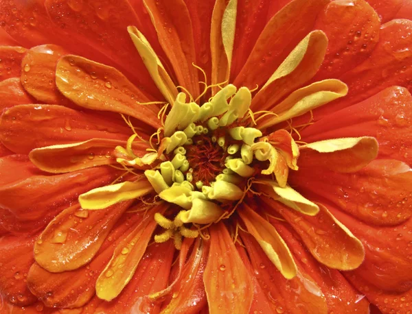 Zinnia arancione — Foto Stock