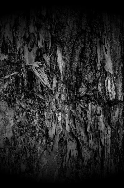 Sötét fa textúra — Stock Fotó