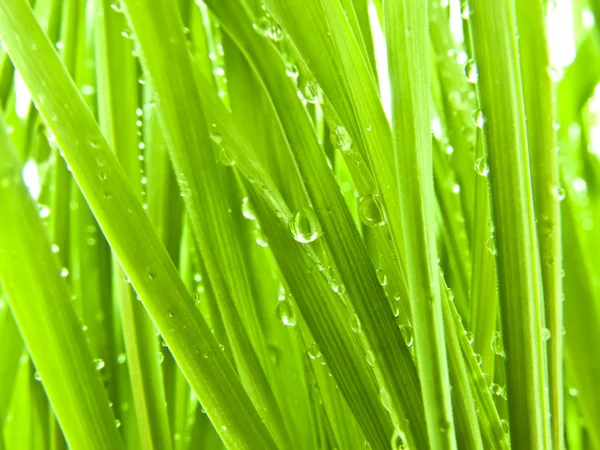 Grönt gräs på min gräsmatta — Stockfoto