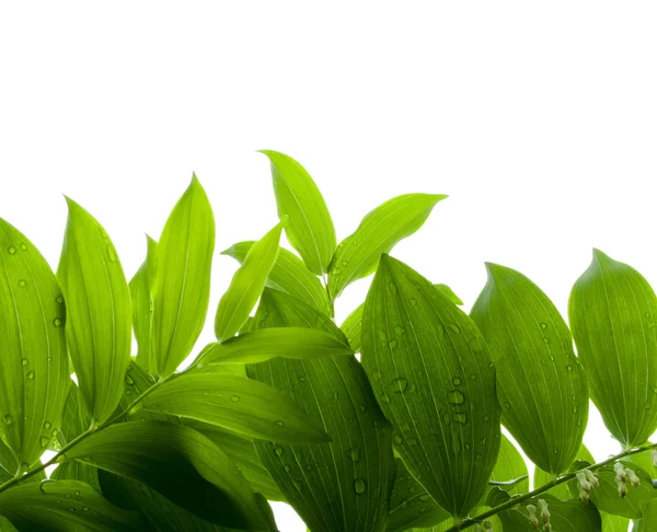 Green Leaves — Stock Photo, Image