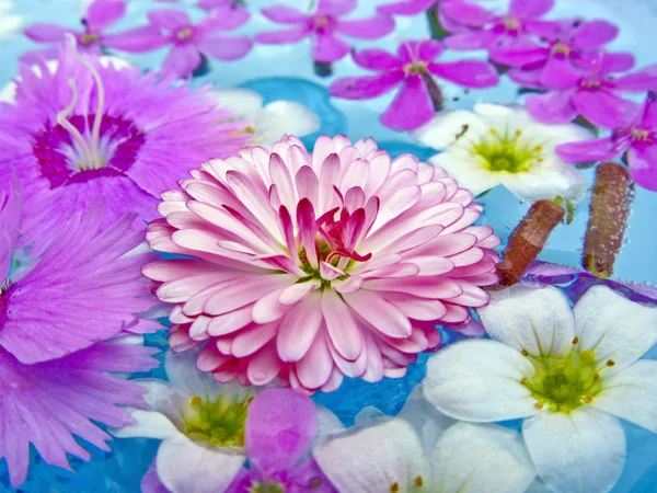 Zomer bloemen — Stockfoto