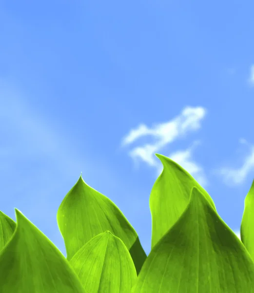 Yeşil yapraklar ve mavi gökyüzü — Stok fotoğraf