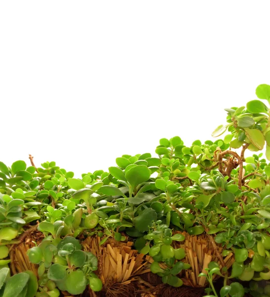 Indoor-Pflanze Bakcground — Stockfoto