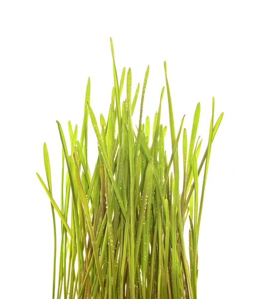Weelderige groen gras — Stockfoto
