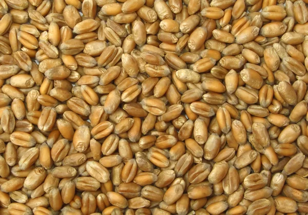 Buğday taneleri — Stok fotoğraf