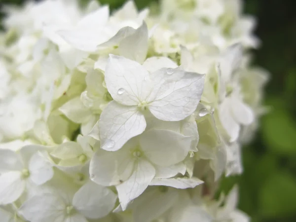 Weiße Hortensien — Stockfoto