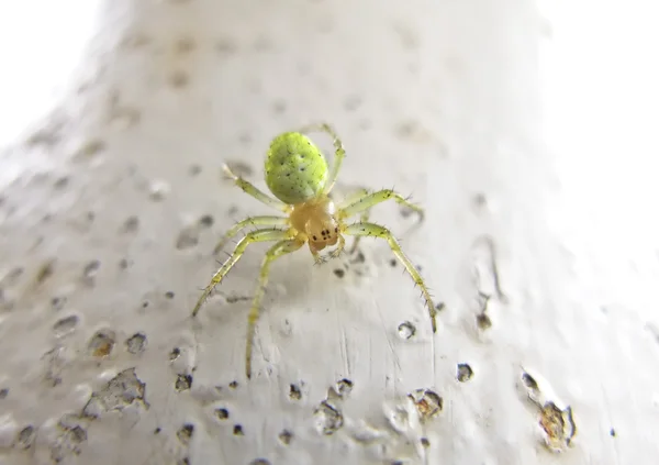 Sechsäugige grüne Spinne — Stockfoto