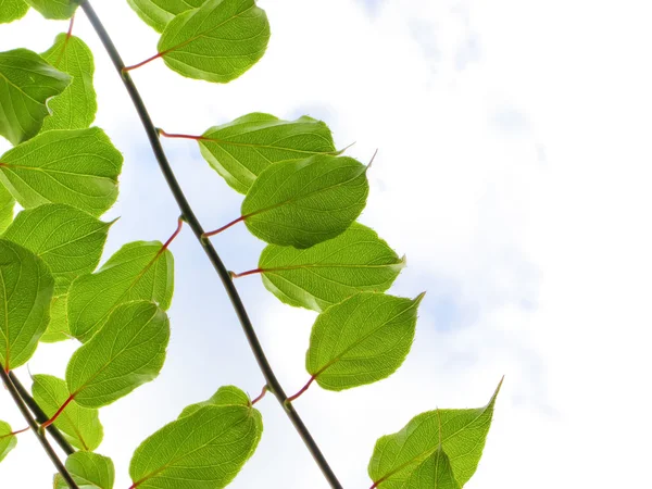 緑の小枝 — ストック写真