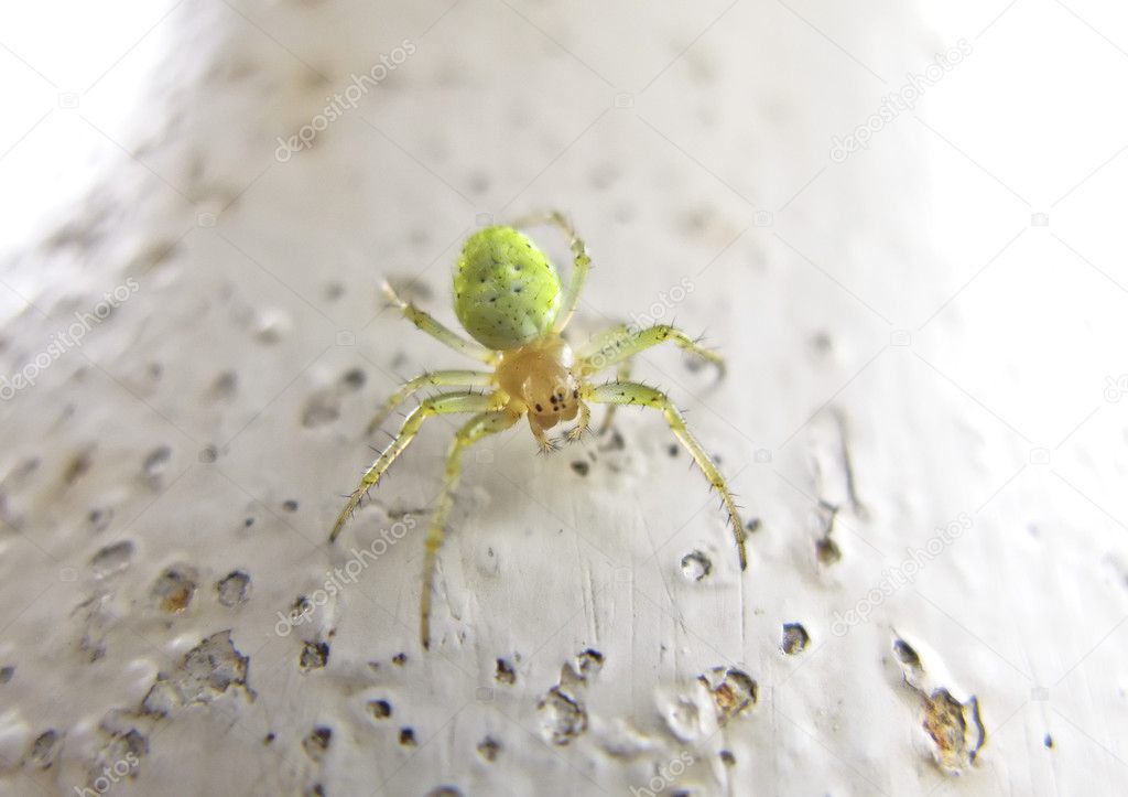 Six-Eyed Green Spider